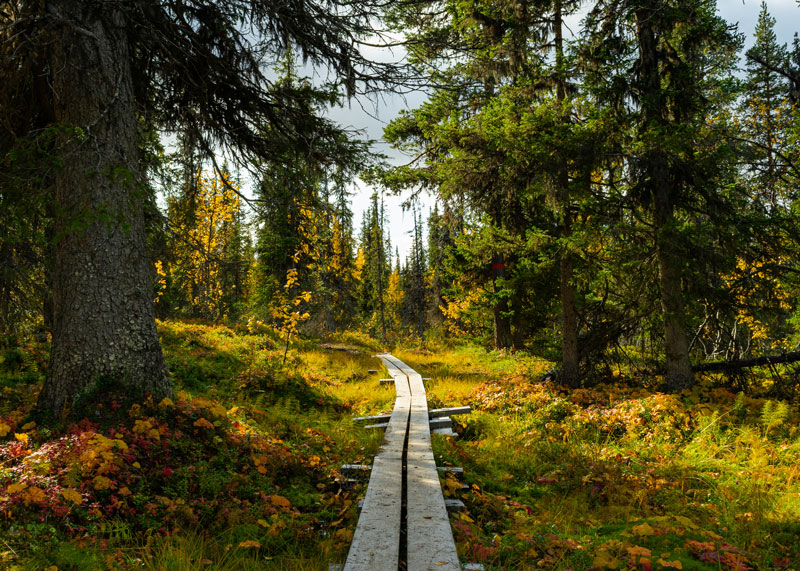 Forest autumn