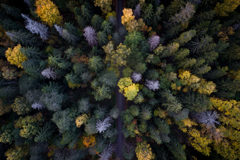 Woods with birdsview